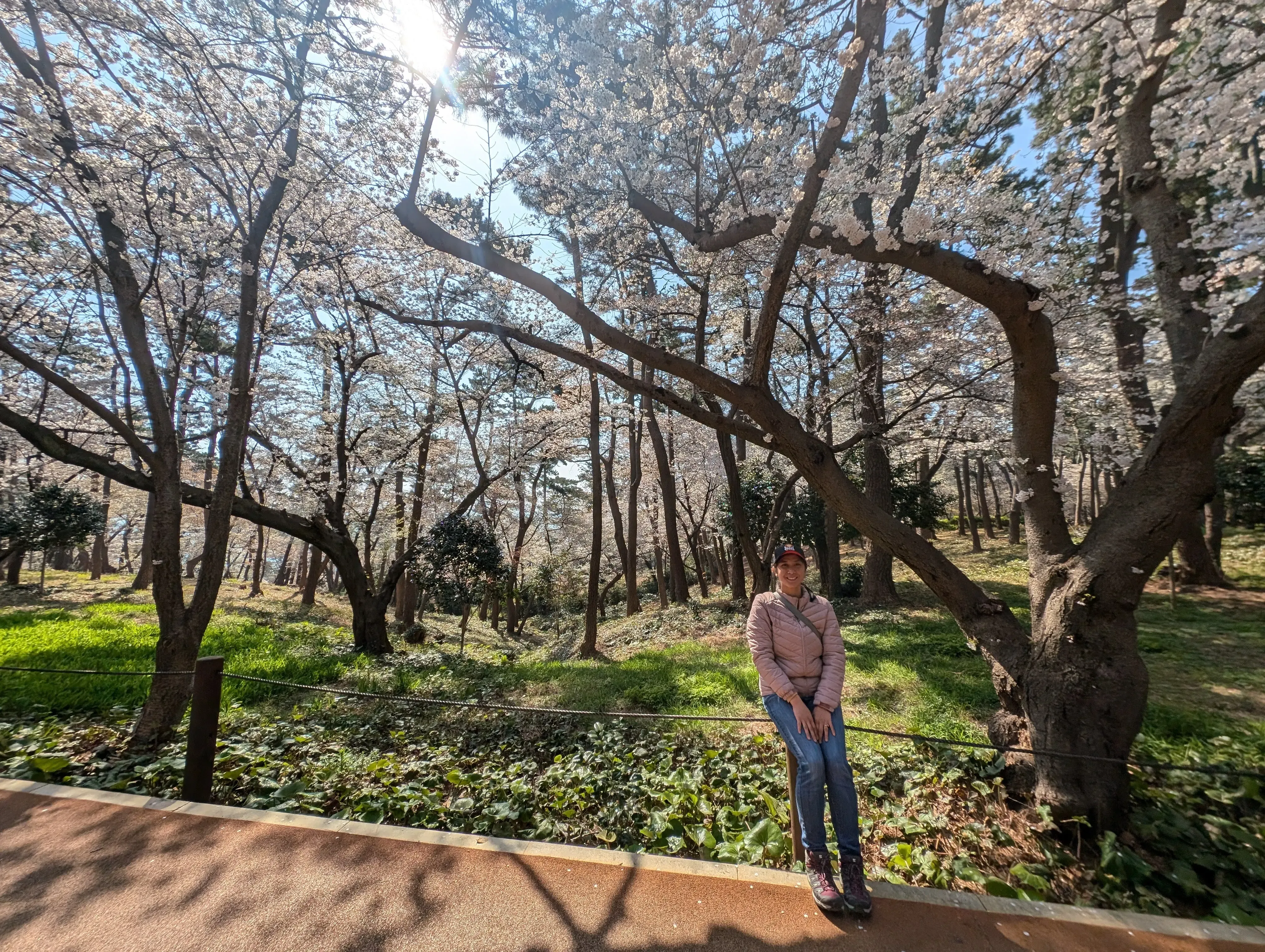 Cover image for Cherry Blossoms at Daewangam Park